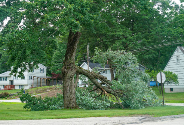 The Steps Involved in Our Tree Care Process in Vandergrift, PA